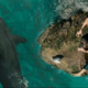 Illustration for article titled Really Late Reviews: The Shallows